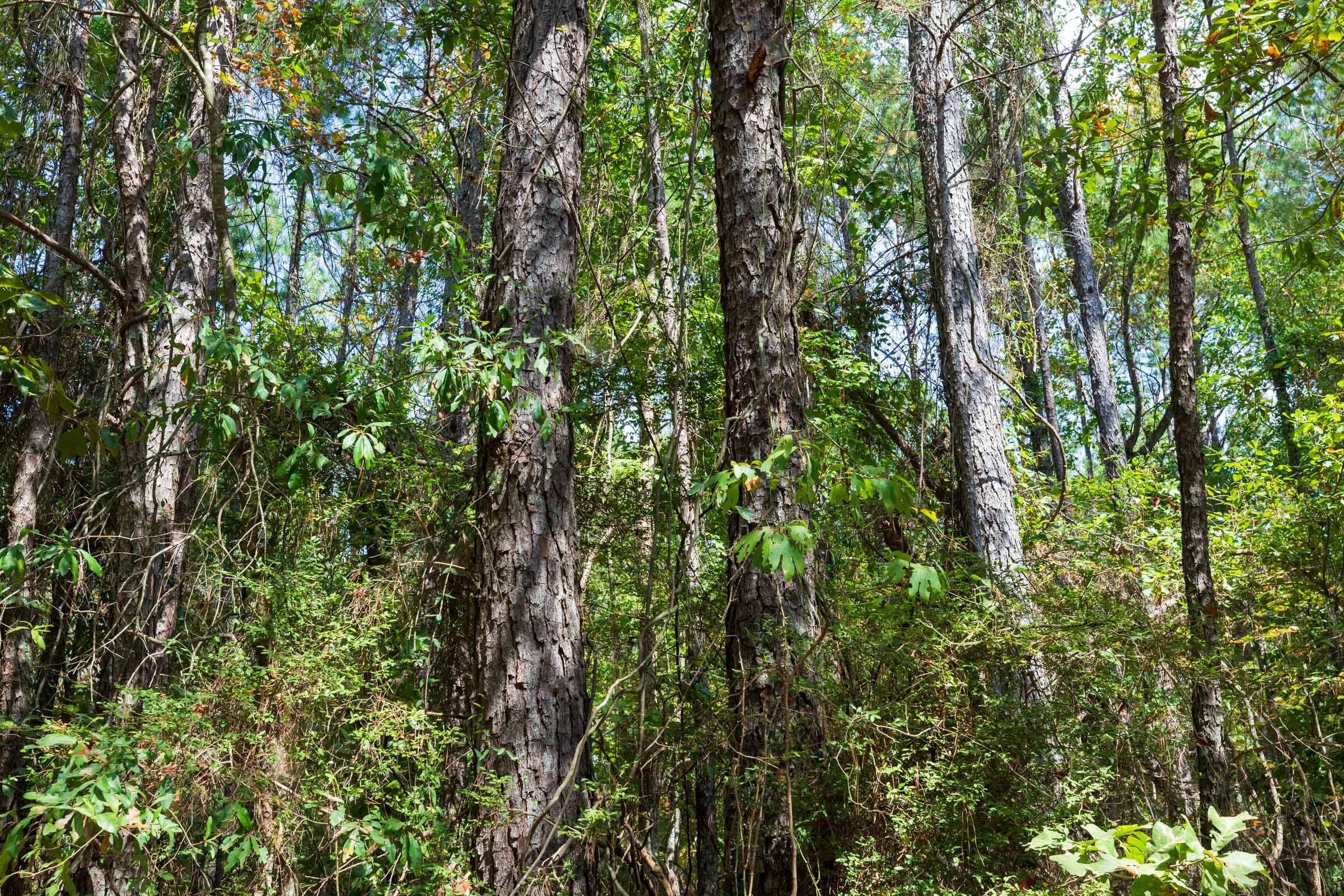 Tract 1 at Willow Grove in Lamar County, Alabama
