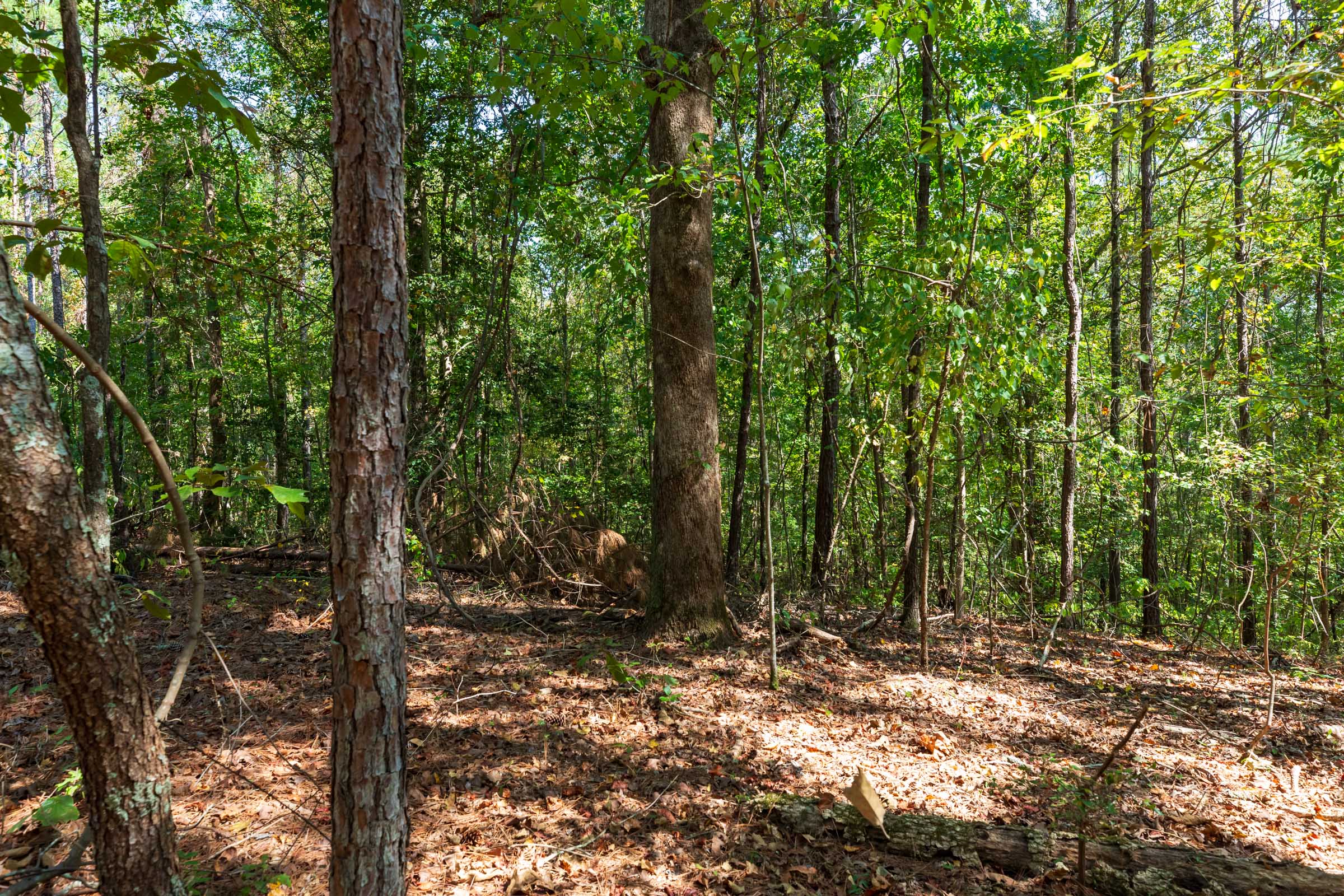 Tract 10 at Willow Grove in Lamar County, Alabama
