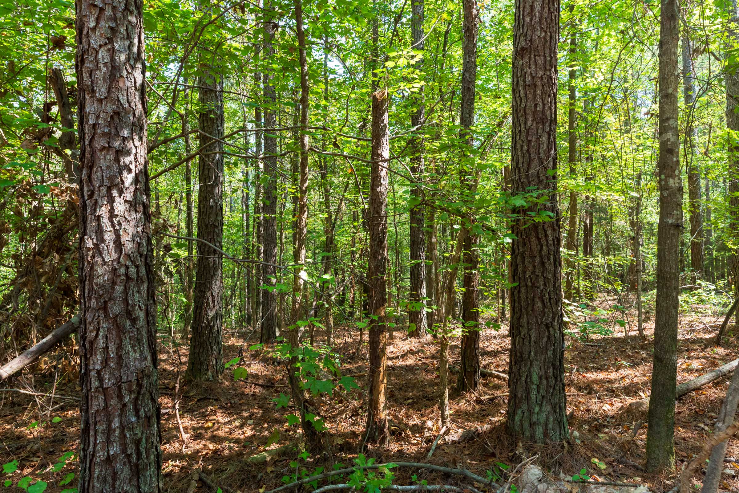 Tract 11 at Willow Grove in Lamar County, Alabama