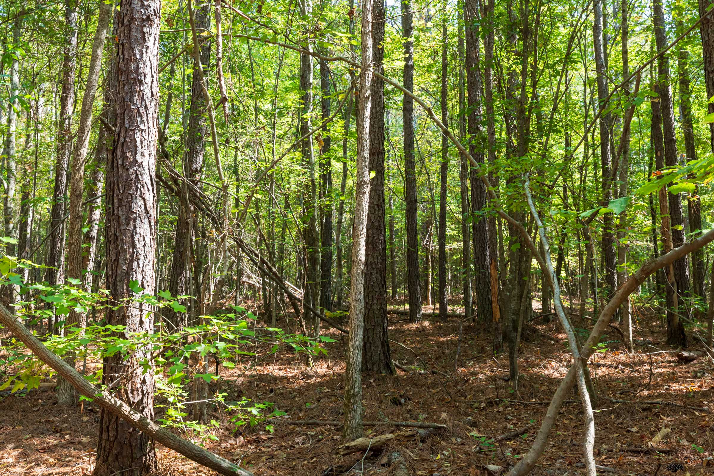 Tract 14 at Willow Grove in Lamar County, Alabama