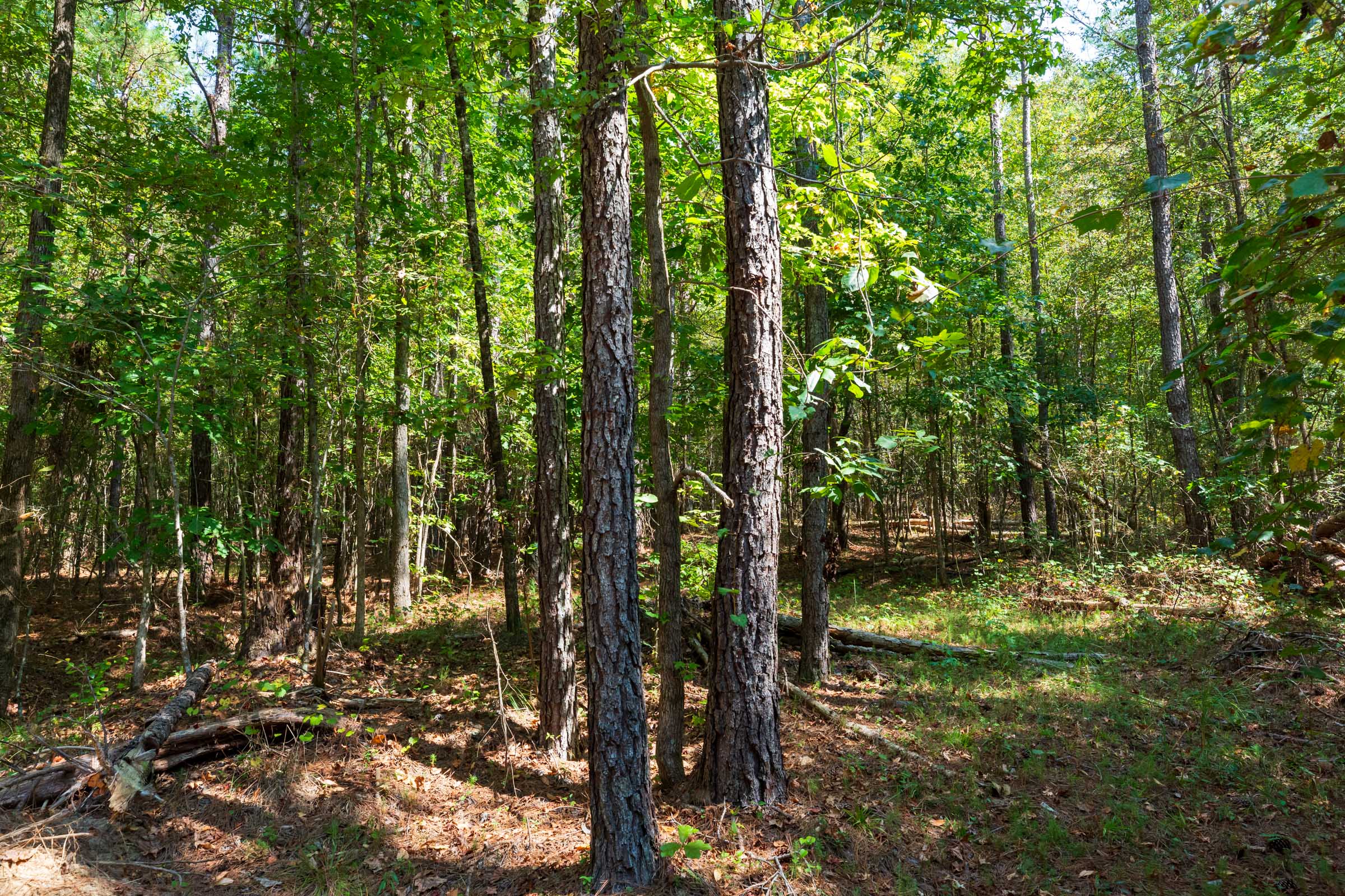 Tract 15 at Willow Grove in Lamar County, Alabama