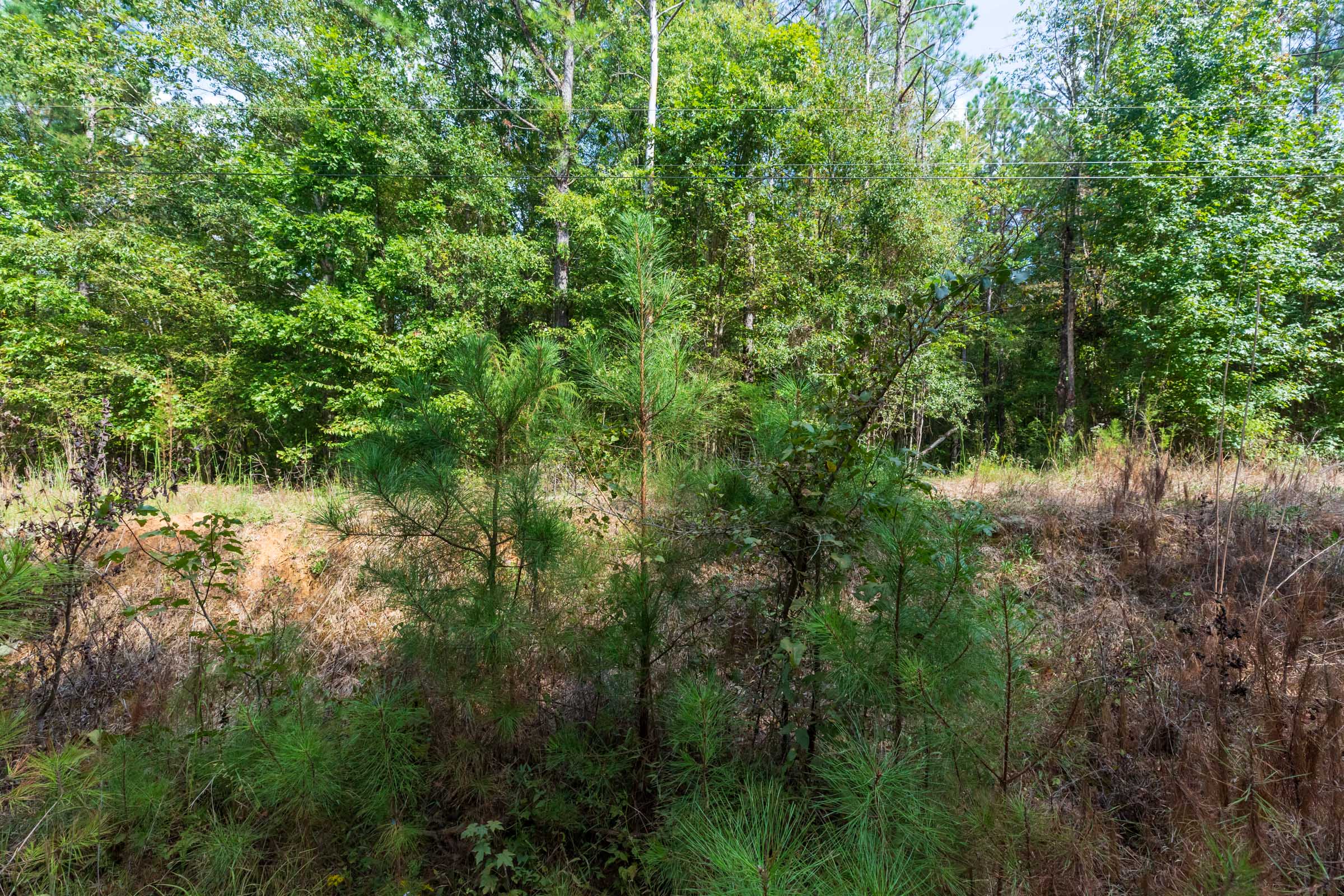 Tract 3 at Willow Grove in Lamar County, Alabama