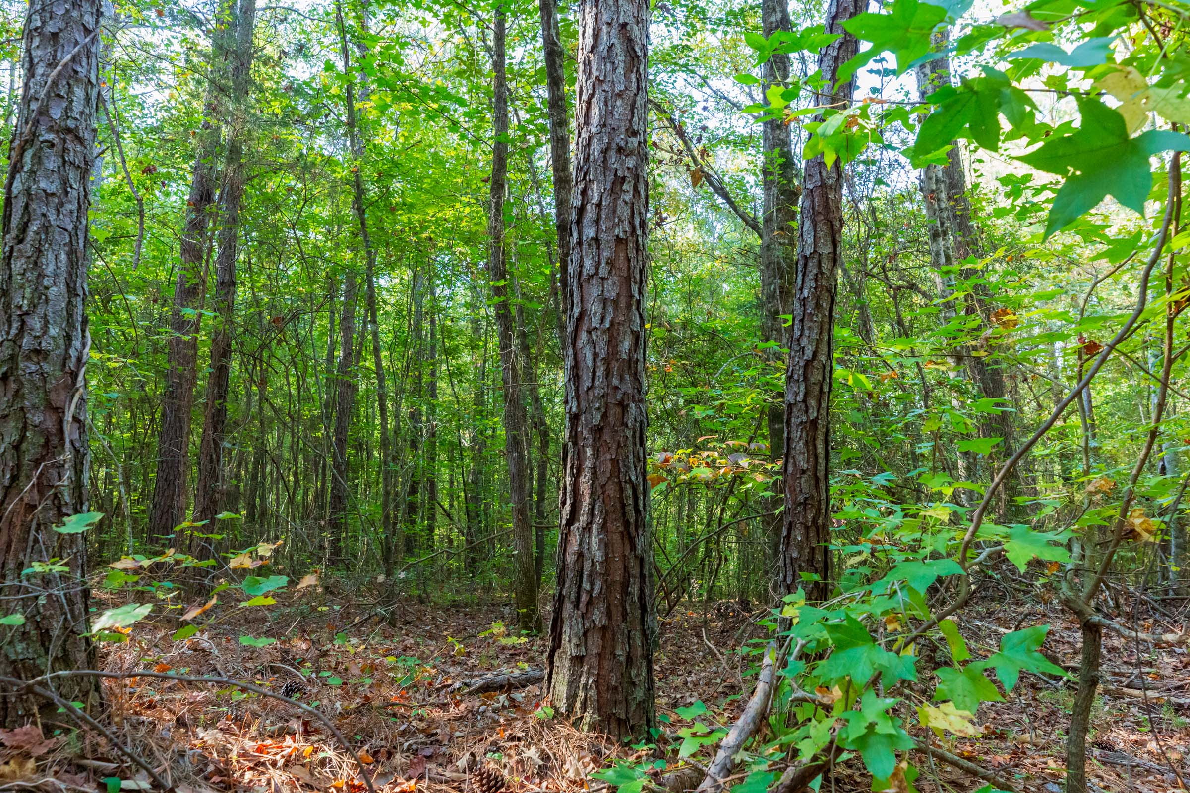 Tract 4 at Willow Grove in Lamar County, Alabama