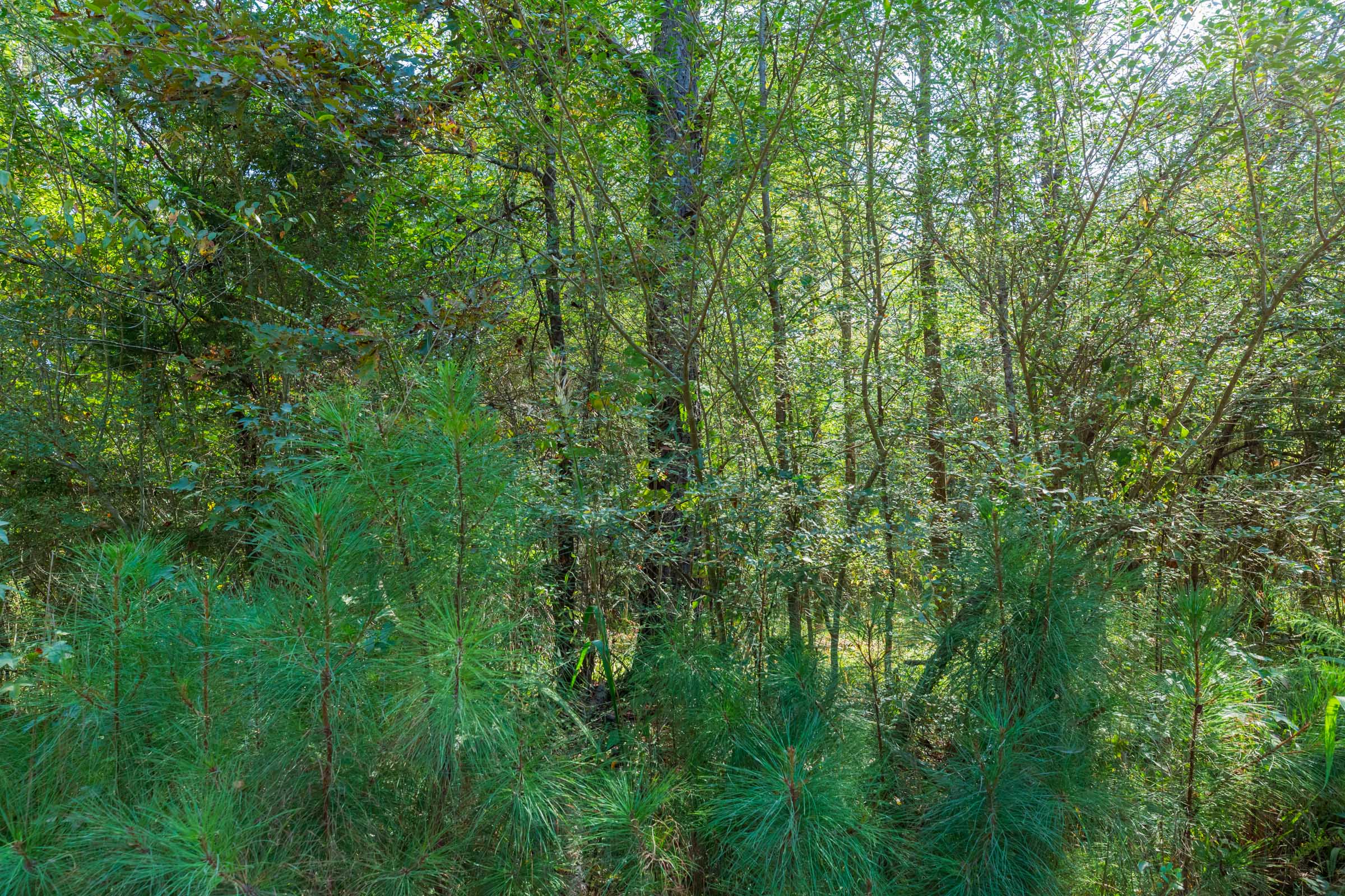 Tract 5 at Willow Grove in Lamar County, Alabama