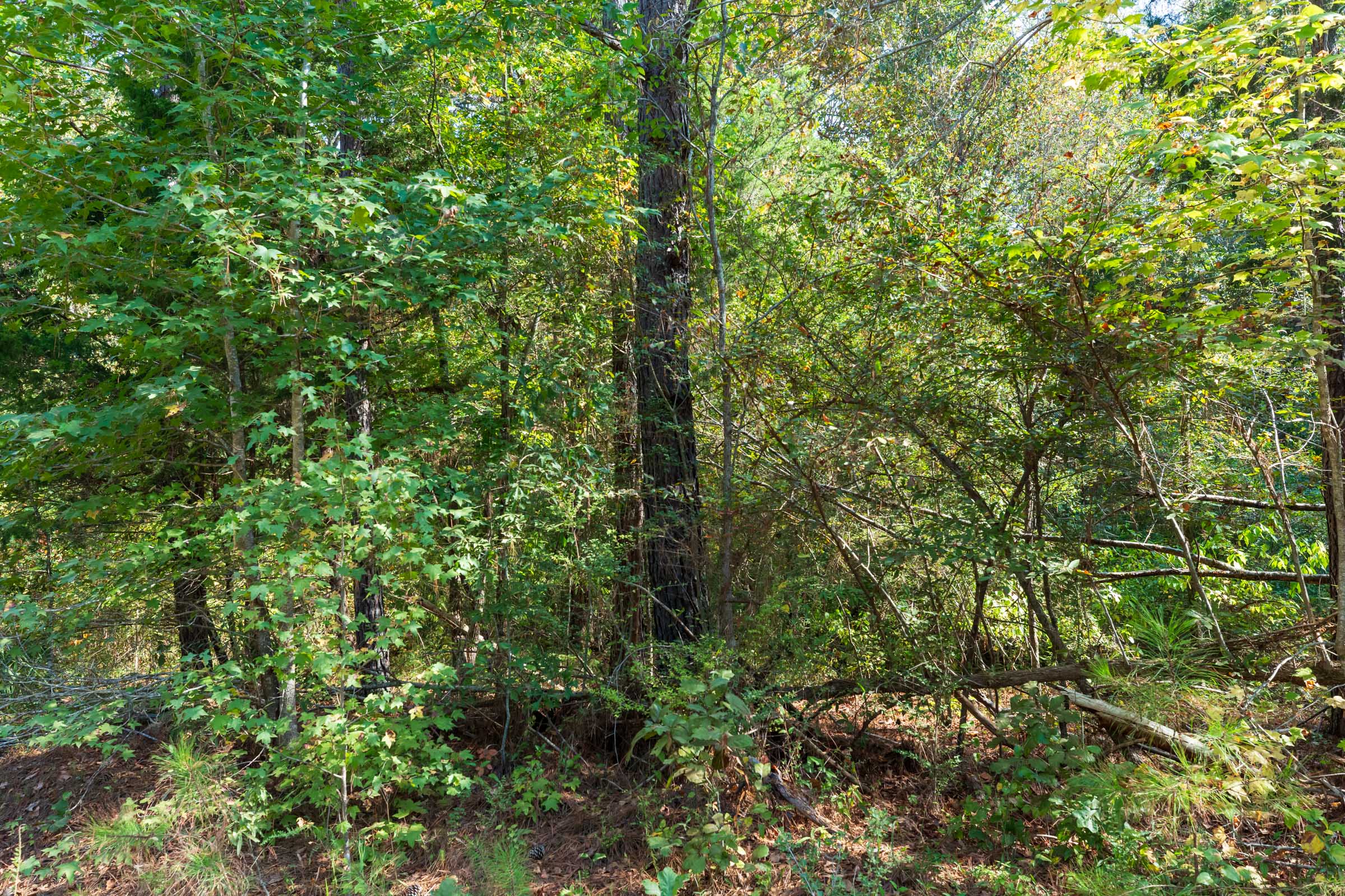 Tract 6 at Willow Grove in Lamar County, Alabama