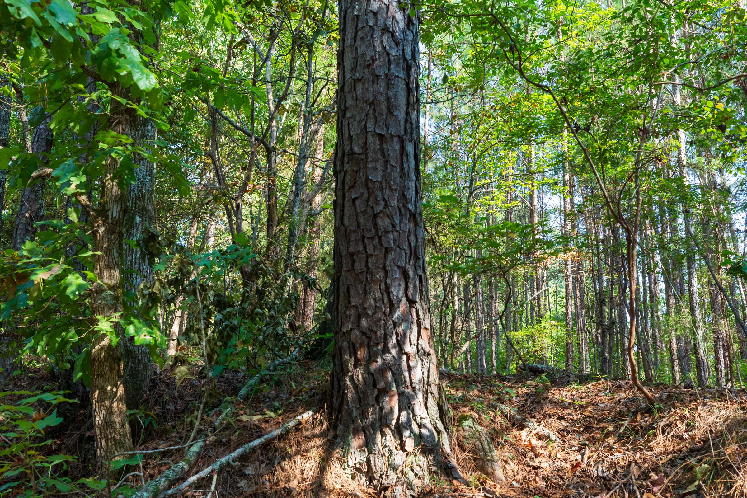 Tract 9 at Willow Grove in Lamar County, Alabama